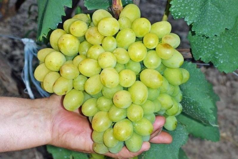 grappolo d'uva galahad