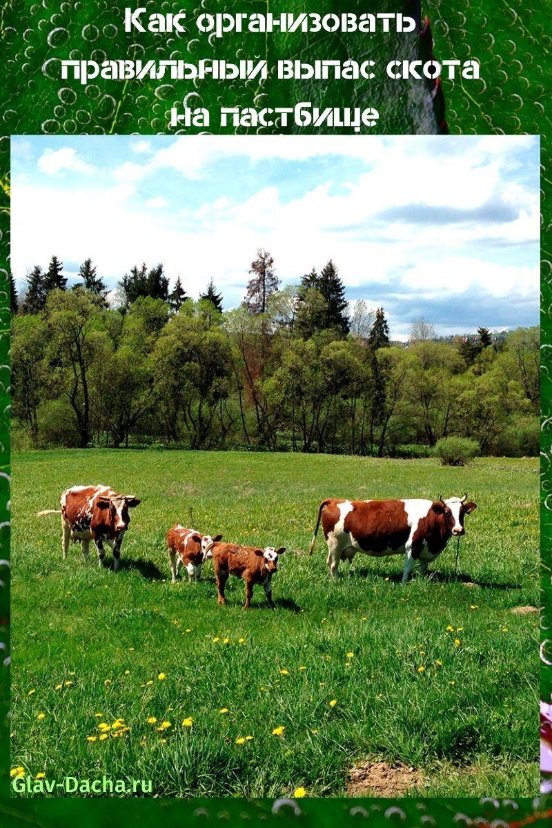 grazing livestock