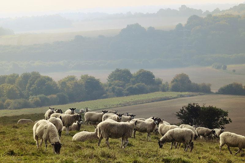 aitas ganībās