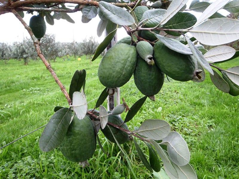 fruiting feijoa on the site