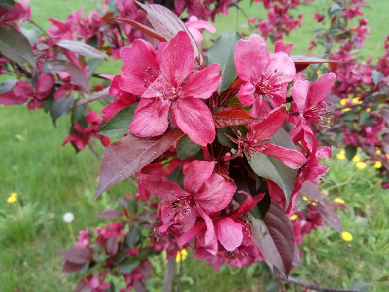 flowering apple tree nedzvetsky