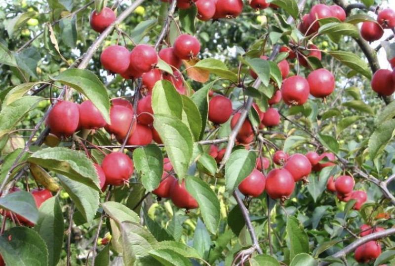 plodovi jabuke nedzvetskog