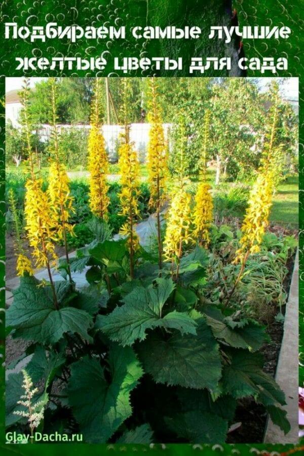 fiori gialli per giardino
