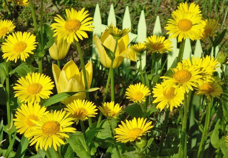 hienot keltaiset kukat puutarhaan