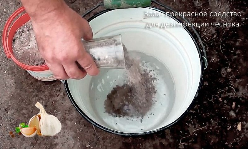 namočení česneku do louhu před výsadbou