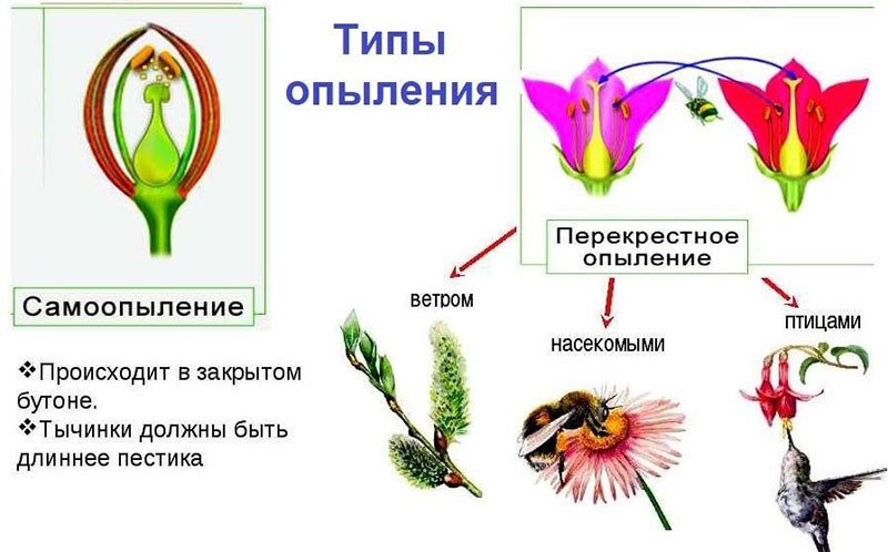 pollineringstyper