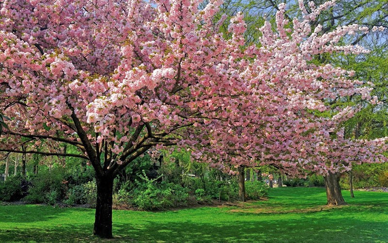 arbres florits al jardí