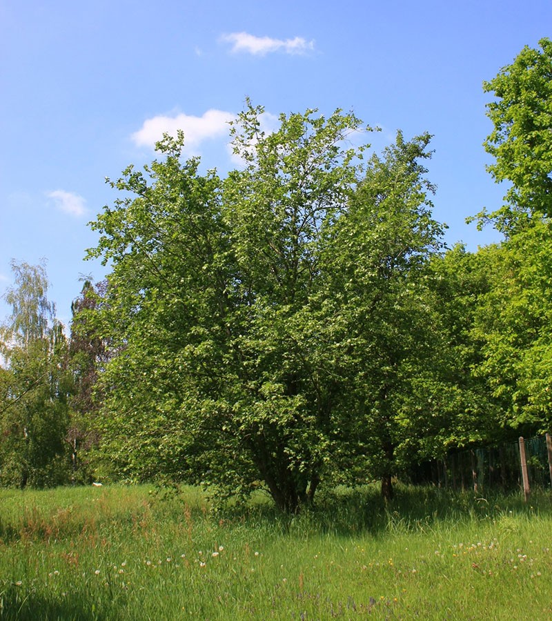 pokok alder di alam