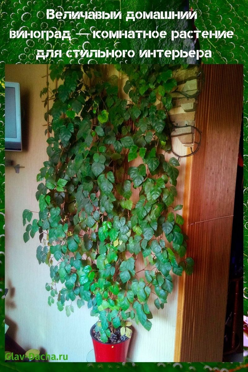 indoor druiven kamerplant