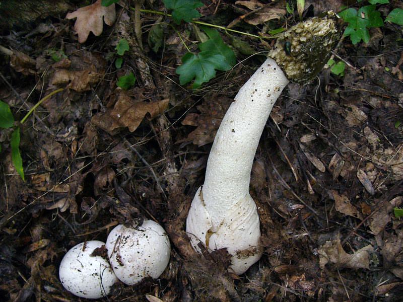 foto e descrição da veselka de cogumelo