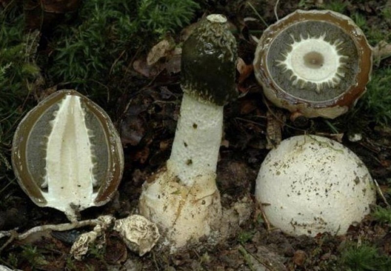 Veselka mushroom cutaway