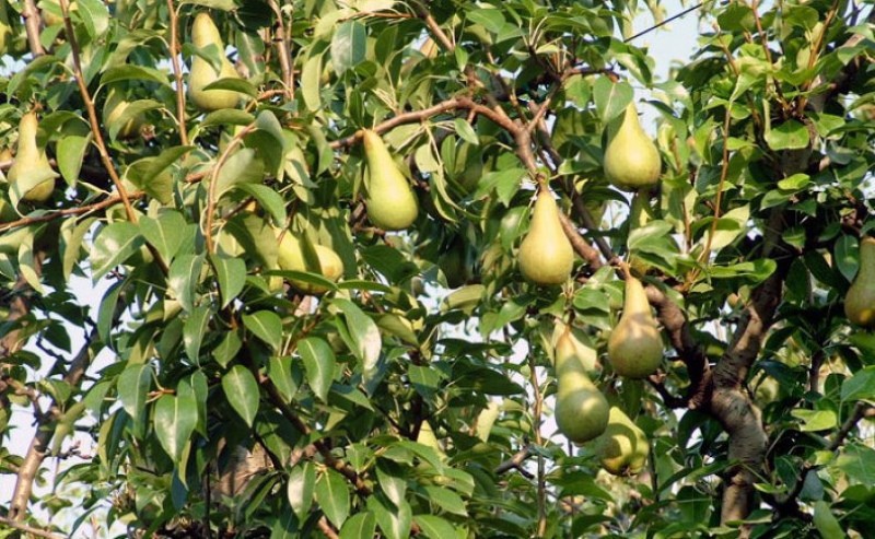 pear tree abbot fetel