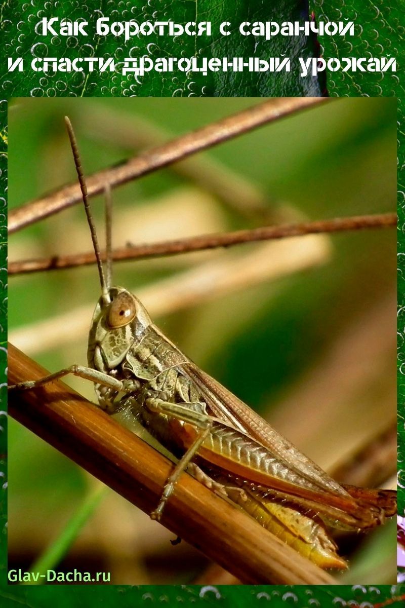cara mengatasi belalang
