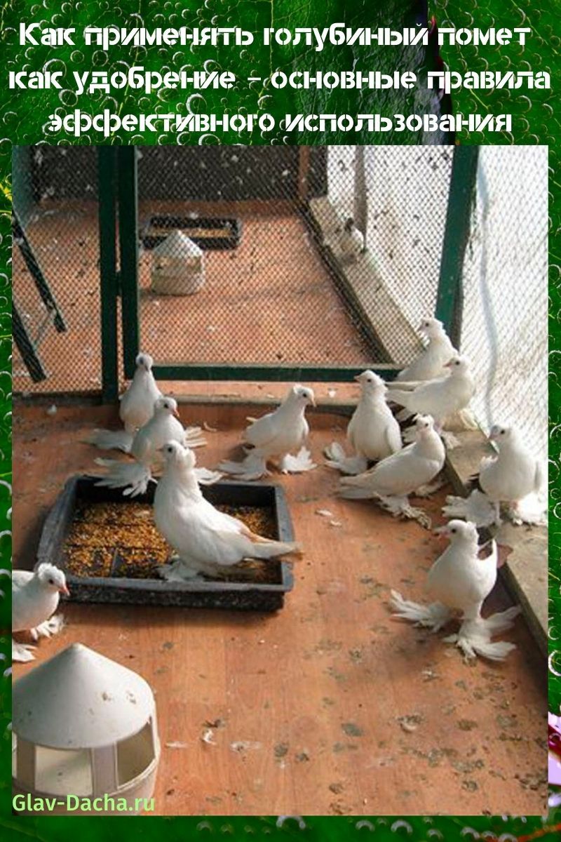 how to use pigeon droppings as fertilizer