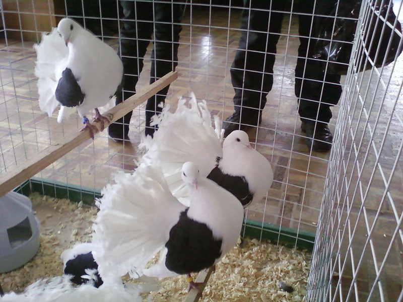 pombos pavões em exibição