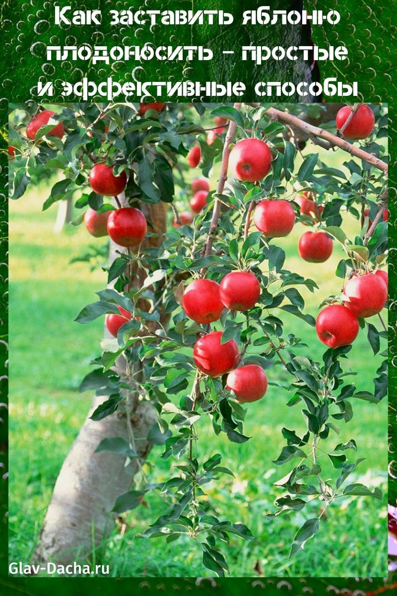 kako natjerati stablo jabuke da donosi plod