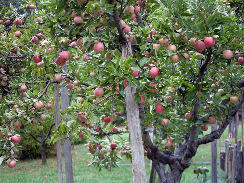 warum Apfelbäume in einem Jahr Früchte tragen