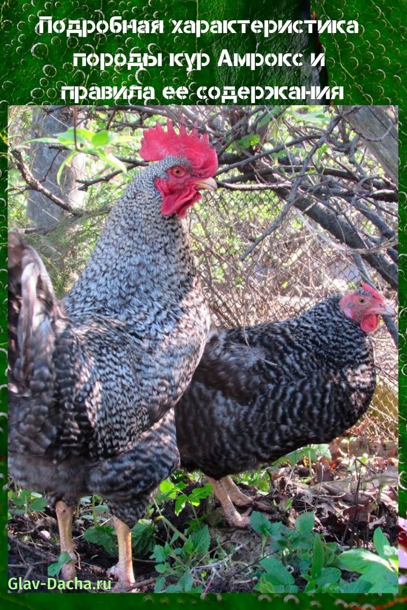 característiques de la raça de pollastre Amroks
