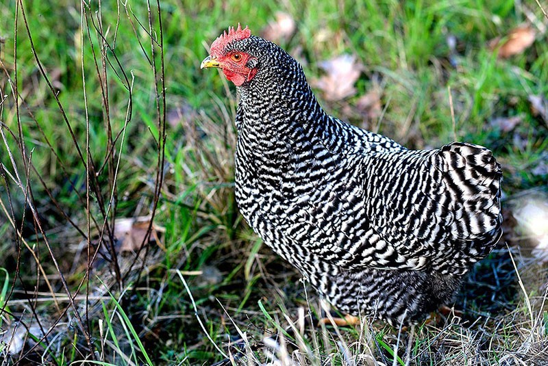 chicken Amrox breed