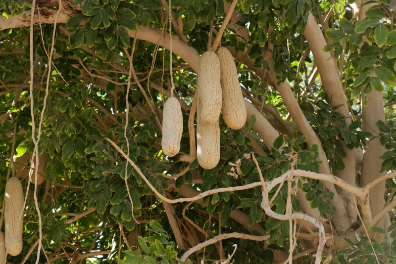 foto e descrição da árvore de salsicha