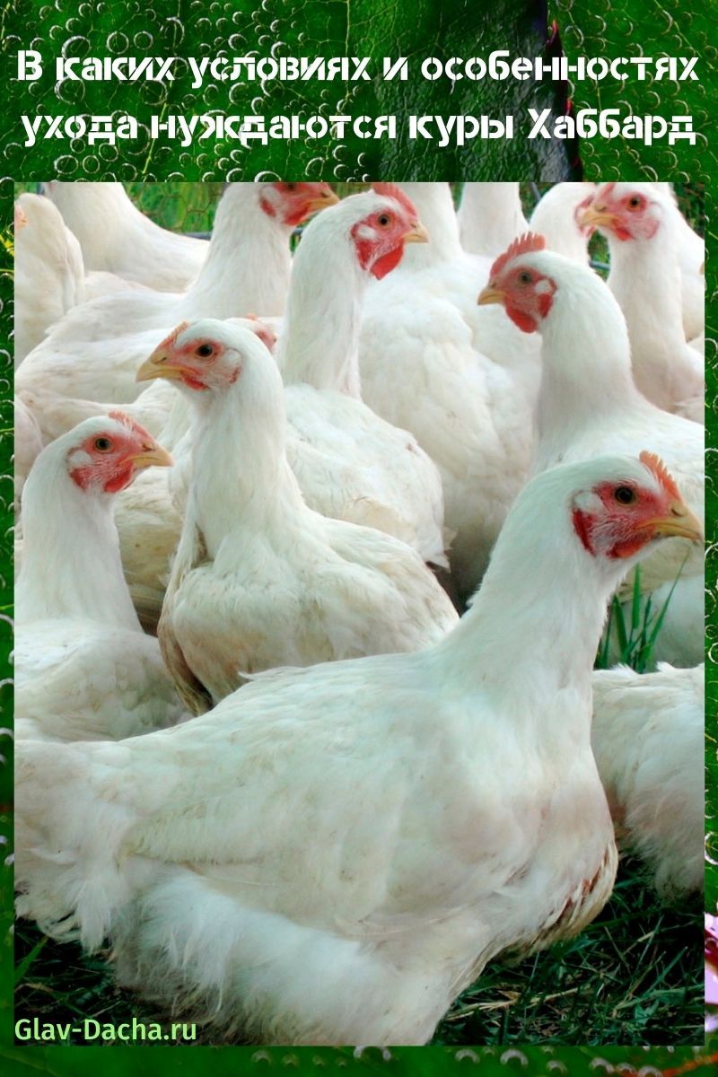 Hubbard kycklingar