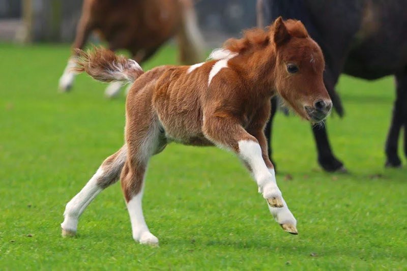 the appearance of small horses