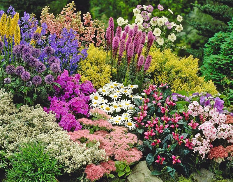 flori perene pentru Ural