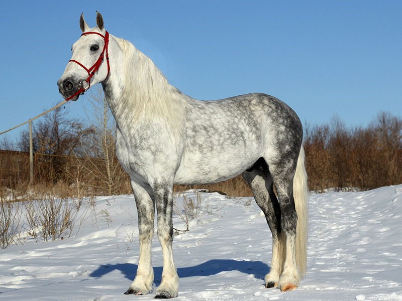 Orlov hest