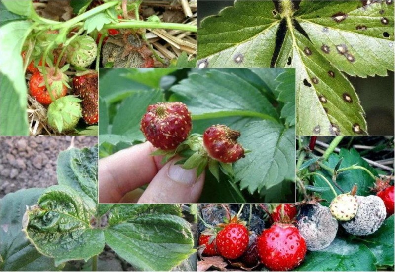 bearbeta jordgubbar på hösten från skadedjur och sjukdomar