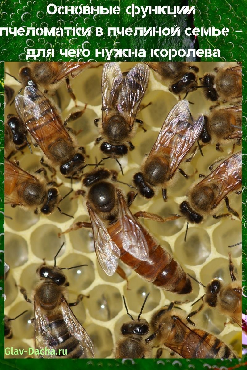 Biene in einer Bienenfamilie