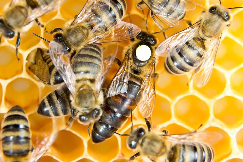 Wir unterscheiden die Bienenkönigin von gewöhnlichen Bienen