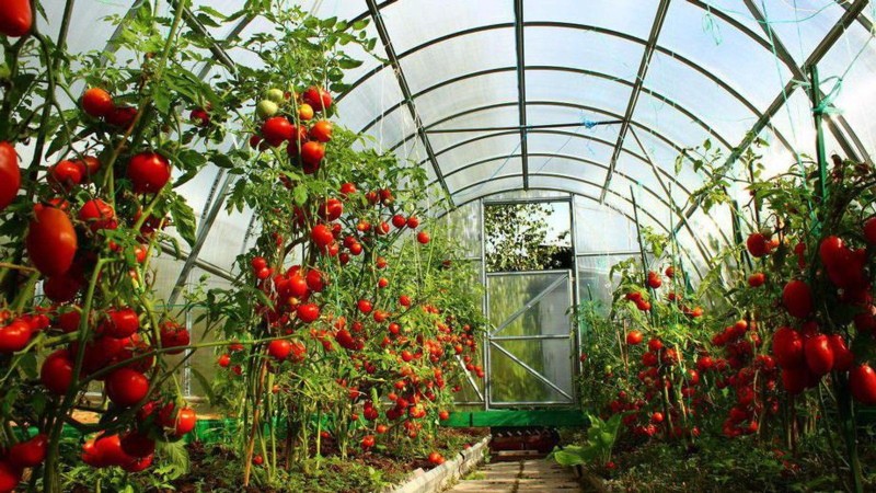 cultivo de tomates em uma estufa de policarbonato