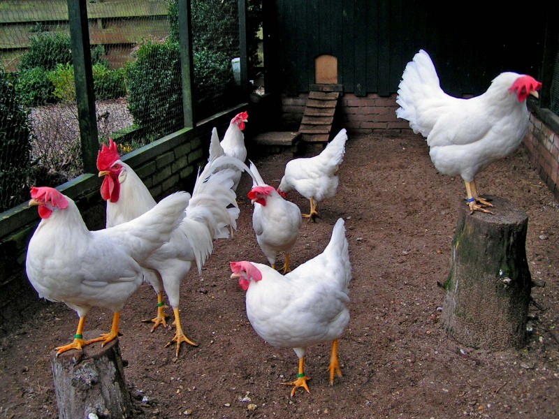 Zdjęcie i opis kurczaków Leghorn