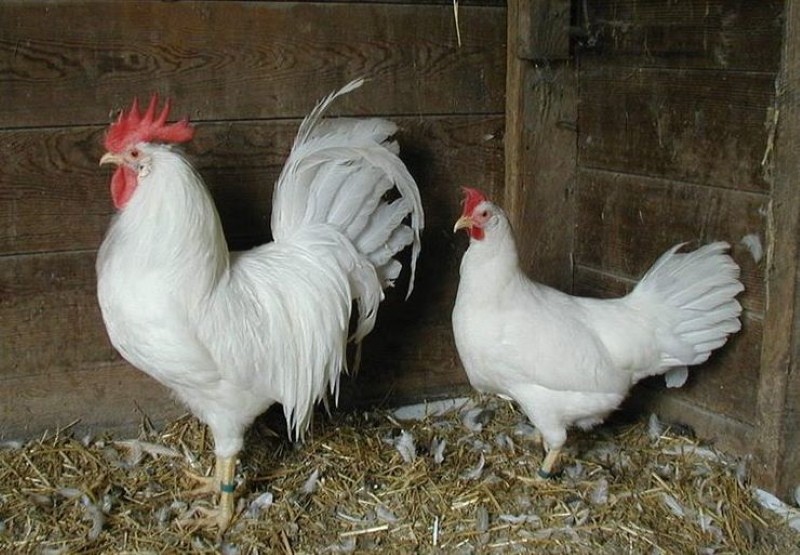 białe kurczaki Leghorn