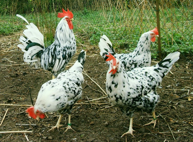 galinhas malhadas de Leghorn