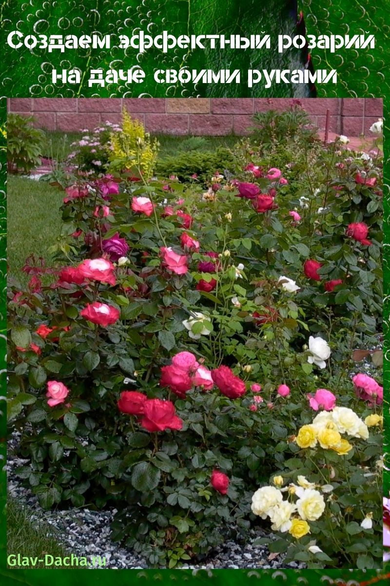 kutilská růžová zahrada v zemi