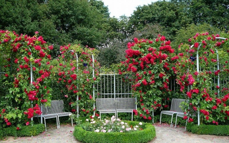 kutilská růžová zahrada ve venkovském domě v rekreační oblasti
