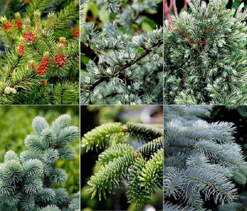 how many species of conifers