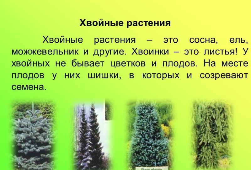 classification of conifers
