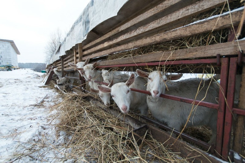 het houden van geiten in de winter zonder verwarming