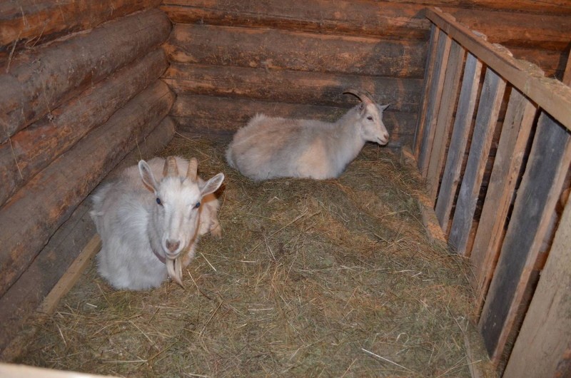 casa de cabra para o inverno