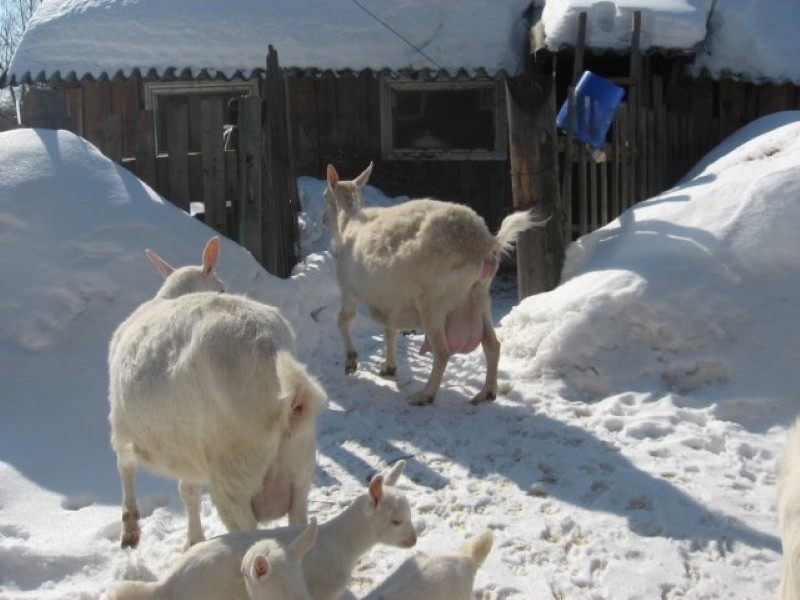 território para caminhadas de inverno de cabras