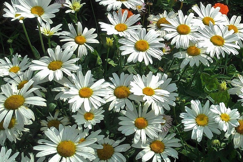 blygsam vacker blomma daisy