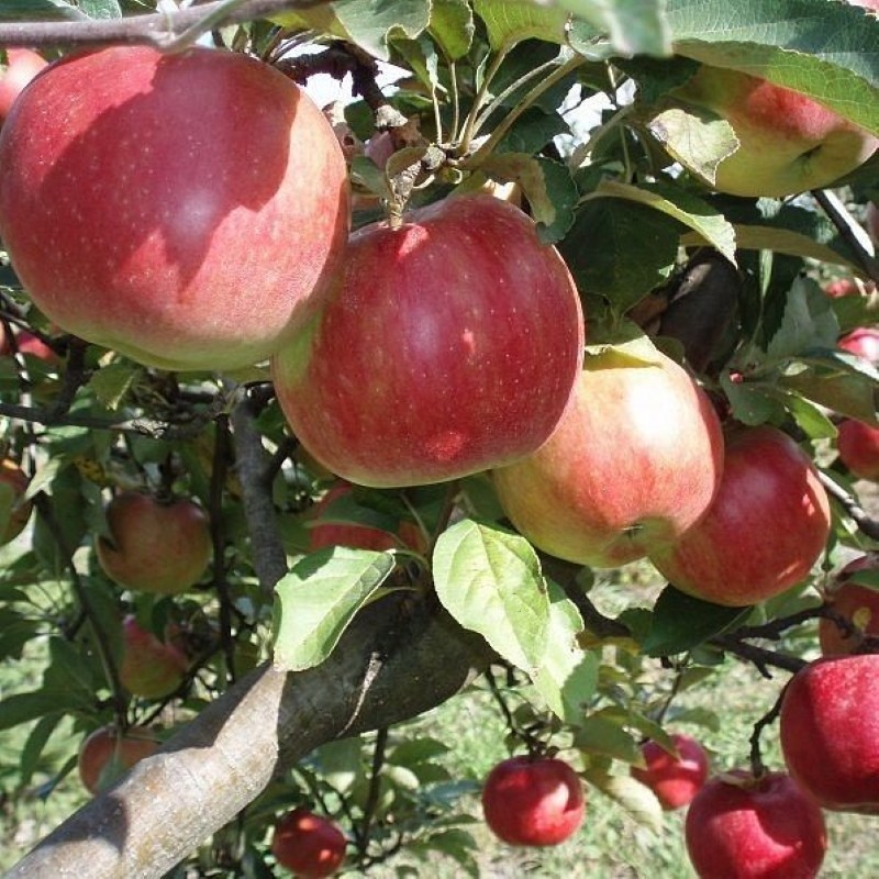 äppelträd idared sort beskrivning