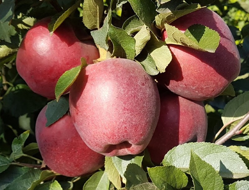 Opis odmiany jabłoni richard