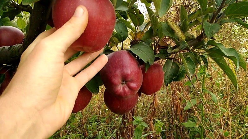 شجرة التفاح ريتشارد