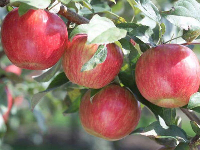 описание на сорта ябълков шафран