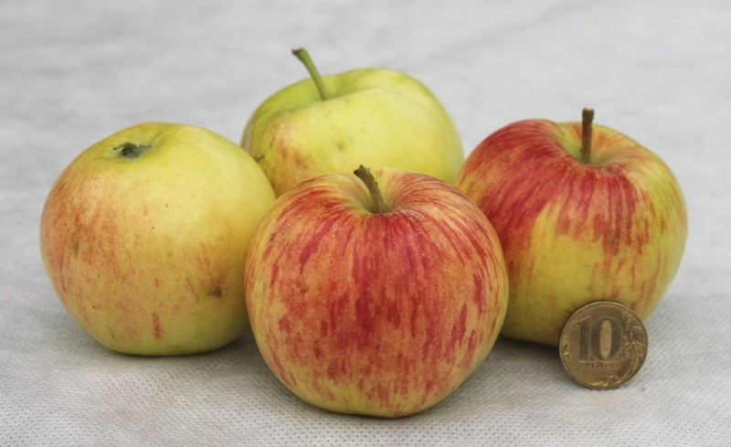 szafranowe jabłka