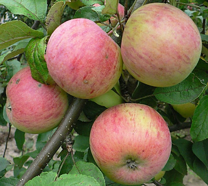 druhy jablečného šafránu