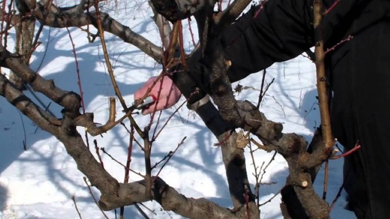 прибиране на резници от ябълки за присаждане през пролетта
